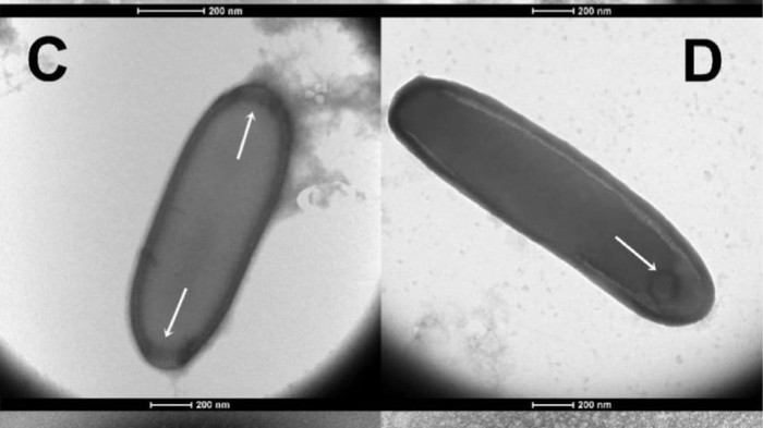 Foto: An update on eukaryotic viruses revived from ancient permafrost